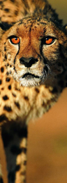 leopard01
