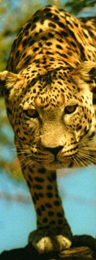 leopard02