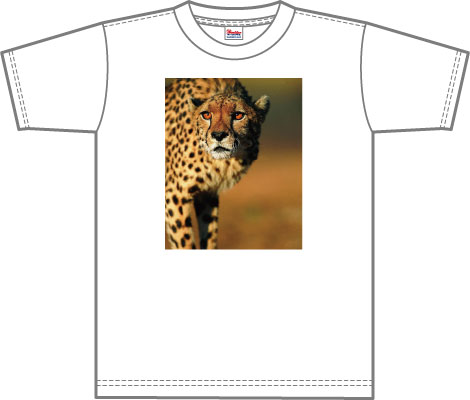 leopard01