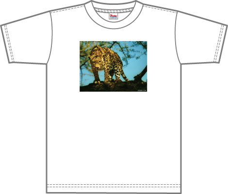 leopard02